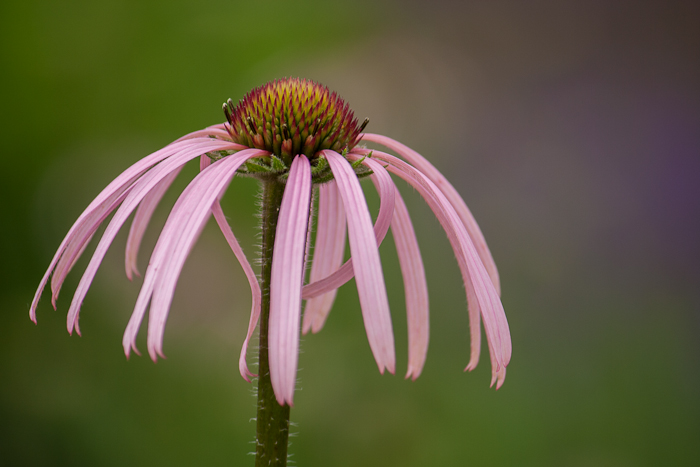 cone flower