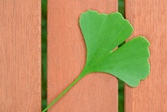 ginkgo