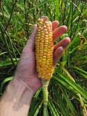unexpected harvest