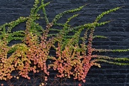 (untitled)