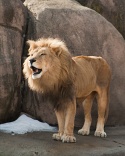 roar