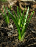 early crocus