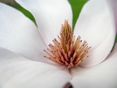 magnolia
