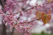 redbud