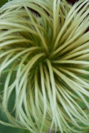 whorl