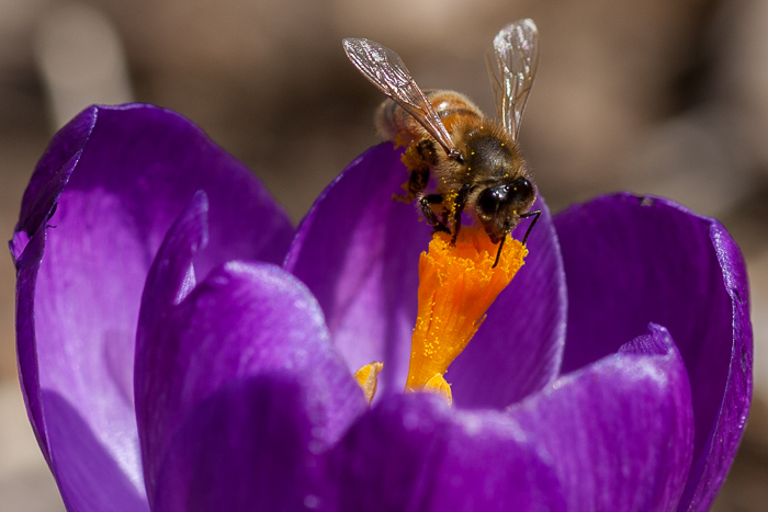 A bee visiting one of our newly opened crocus flowers. Crystal Lake, IL