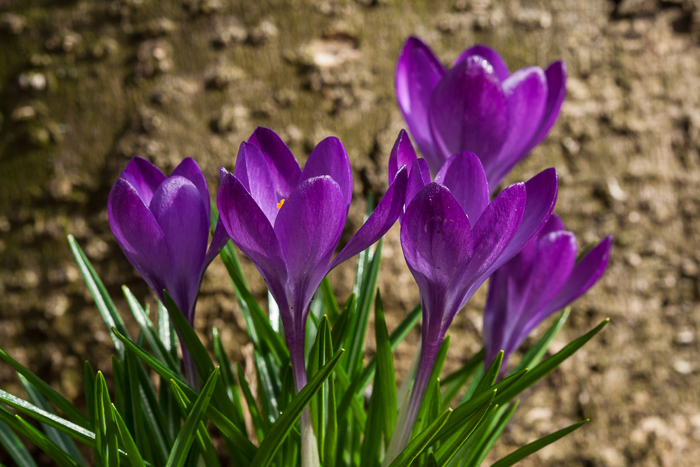 Crocus flowers in front of the trunk of a magnolia tree. 
