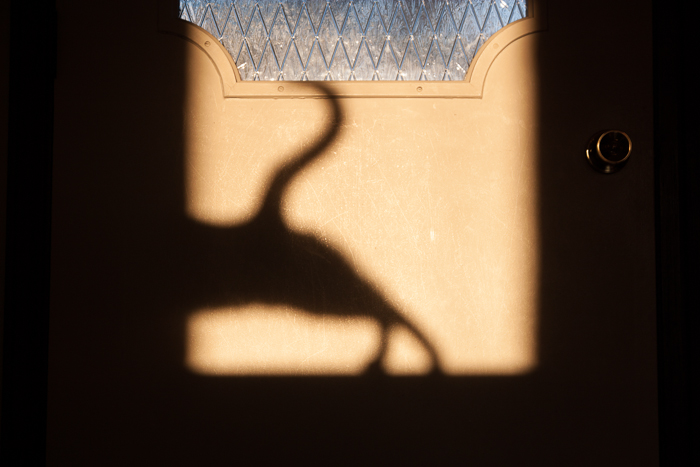 Part two of Figaro's shadow cast onto the back of our front door at sunset. :) 