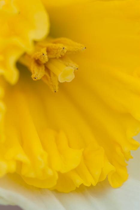 daffodil - spring 2013