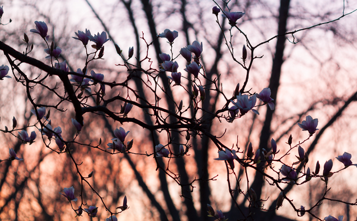 Magnolia branches framed against the rising sun and a silver maple tree in the background. 