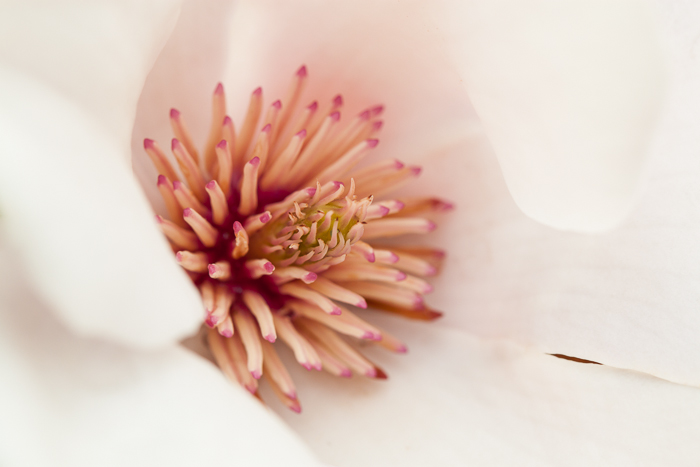 Detail of the interior of one of our magnolia blossoms.