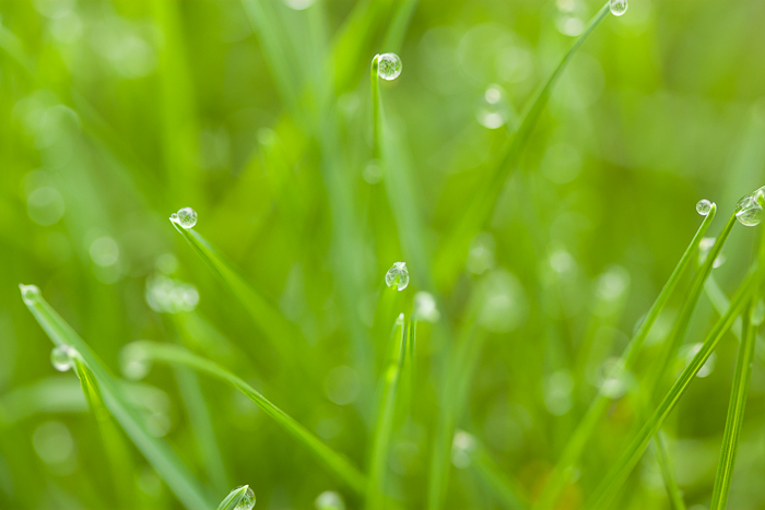 Dew drops on our grass.