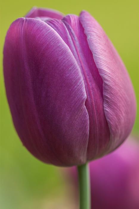 One of our purple tulip flowers. 