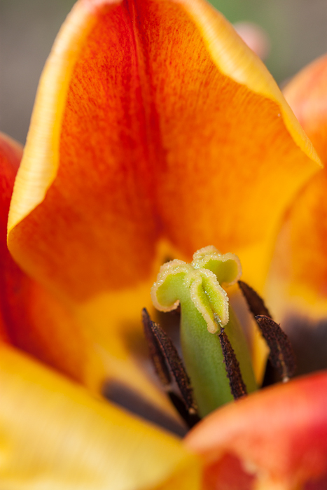 Interior detail of one of our tulip flowers. 