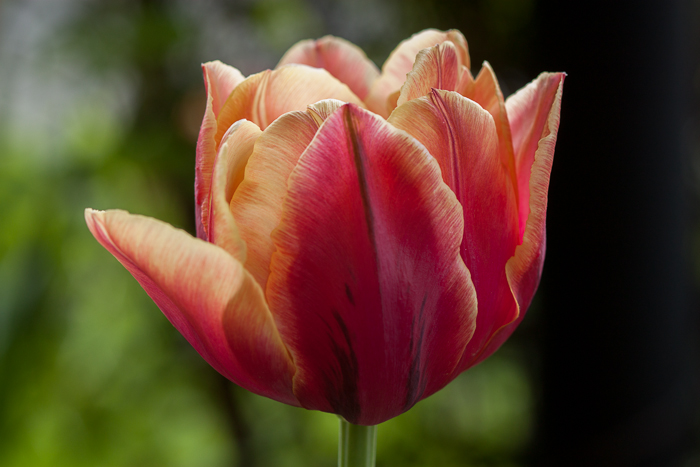 One of our remaining tulip flowers. 
