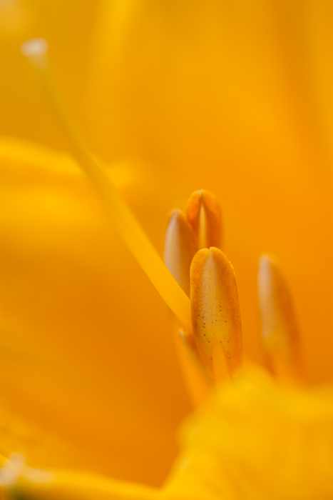 Details of the interior of a small yellow lily flower. 