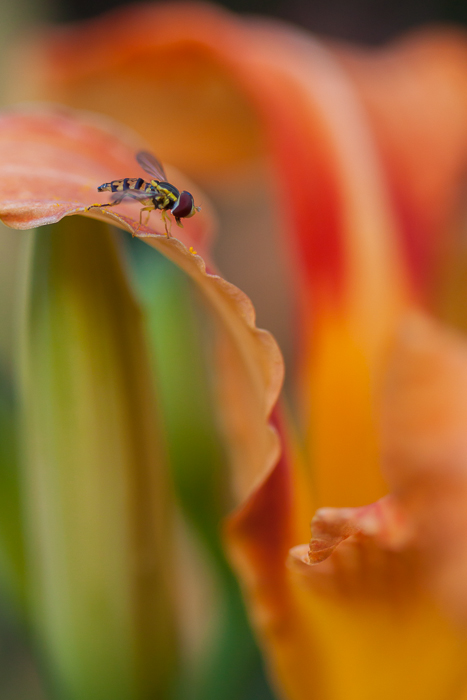 A small fly rests on a lily leaf.  Crystal Lake, IL