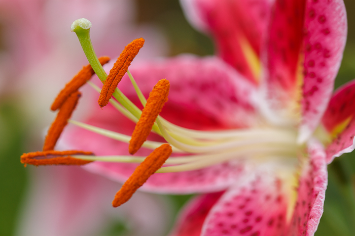 Our Stargazer Lily flowers are my favorite, by far.  Large, very fragrant, blooms that come in mid-summer.  
