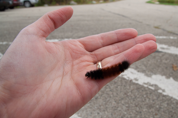 It's fall in northern Illinois and that can only mean: Woolly Bear caterpillar time!  Taken at Moraine Hills State Park. 