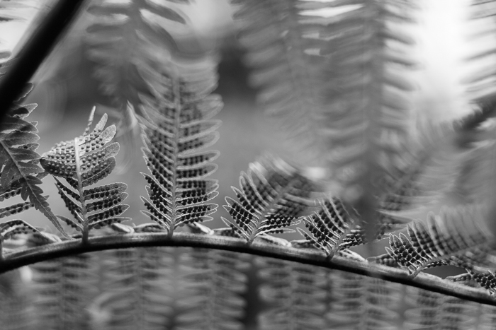 Another view of a fern at the Garfield Park Conservatory, Chicago, IL