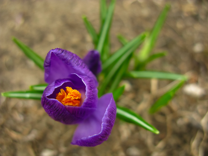 Our first purple crocus of 2014. Crystal Lake, IL