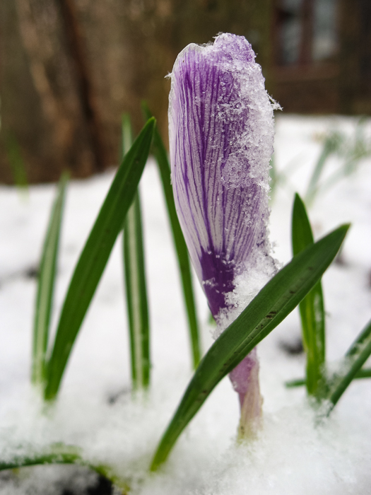 One of our poor crocus flowers under an April snowfall.