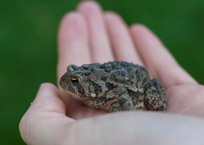 The kids found a toad living under the slide of the swing set in the back yard.  We moved him (her?) out of the way while we were playing. 
