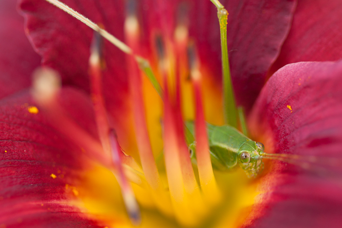An insect trying to hid in one of our lily flowers. 