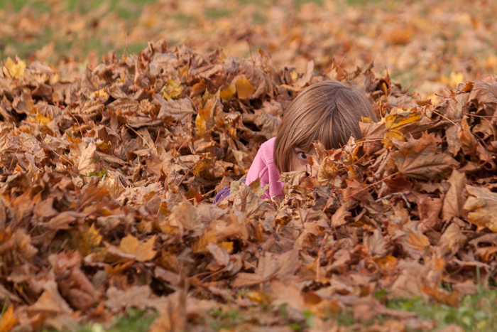 Lily playing (and hiding) in leaves. Milton, WI