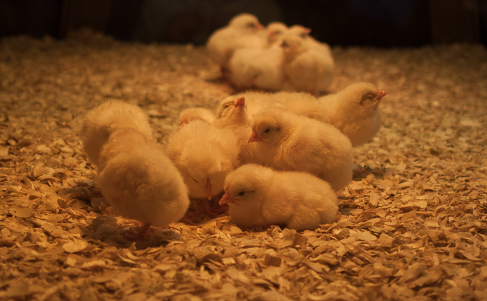 If you've ever visited the Museum of Science and Industry, it's very likely you saw the very popular, and classic, chicken incubator exhibit.  Chicago. 