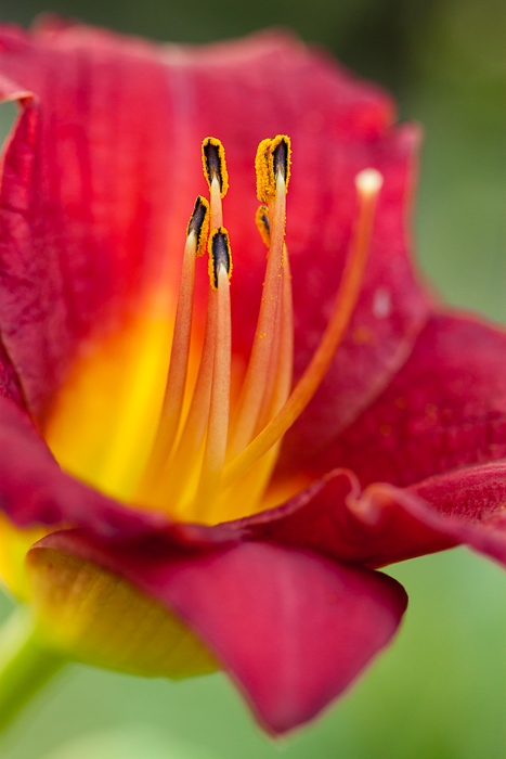 One of my favorite lily flowers from our yard.