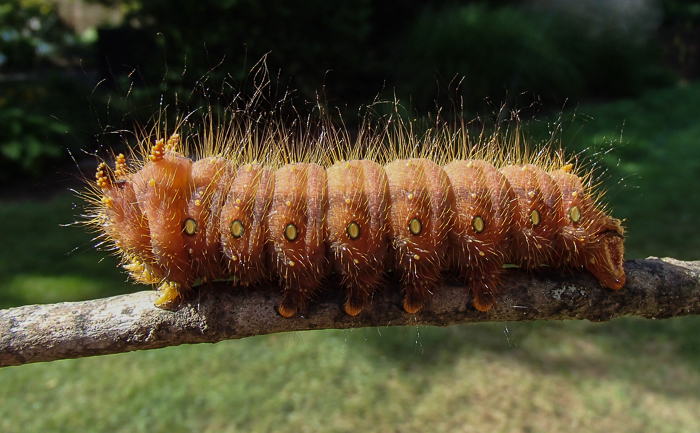 Imperial Moth Caterpillar detail